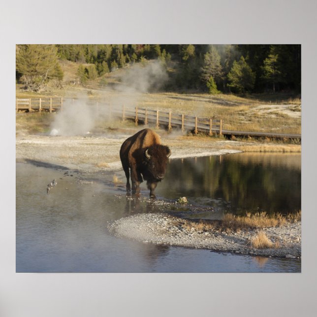 American Bison Yellowstone Wildlife Fotografy Poster (Vorne)