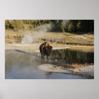 American Bison Yellowstone Wildlife Fotografy