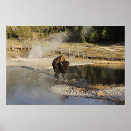 American Bison Yellowstone Wildlife Fotografy Poster
