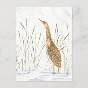 American Bittern Postcard Postkarte