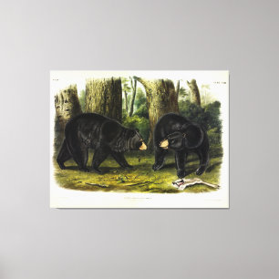 American Black Bar (Ursus Americanus) von Audubon Leinwanddruck