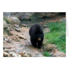 American Black Bear