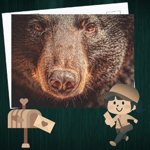 American Black Bear Closeup Postkarte