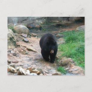 American Black Bear Postkarte