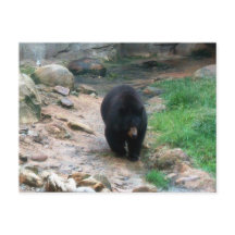 American Black Bear