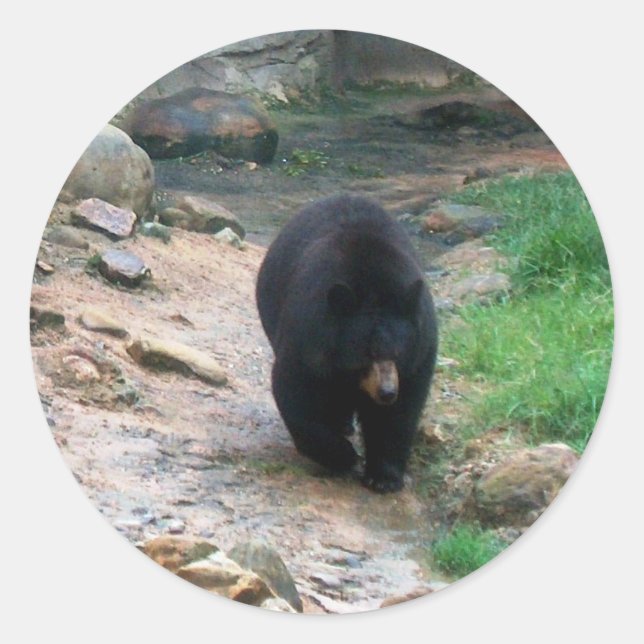 American Black Bear Runder Aufkleber (Vorderseite)