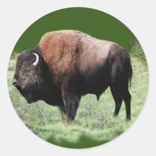 American Brown Buffalo Stickers