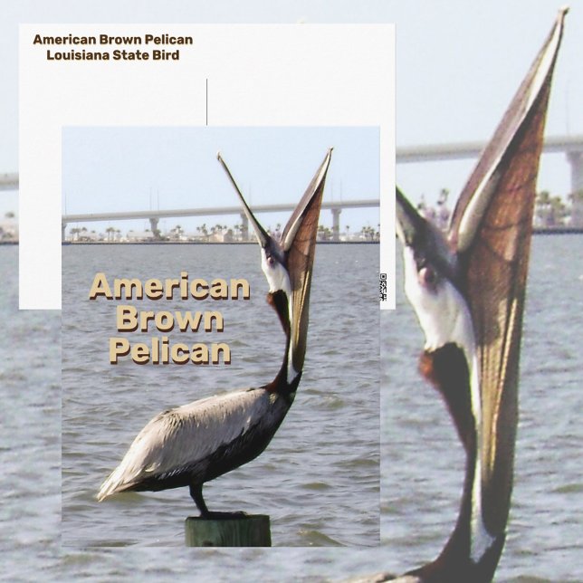 American Brown Pelican Louisiana Staat Bird Postkarte (Von Creator hochgeladen)