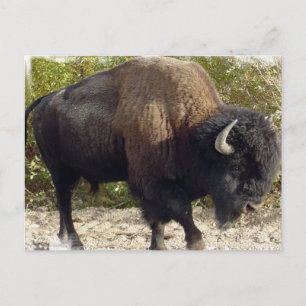 American Buffalo Postcard Postkarte