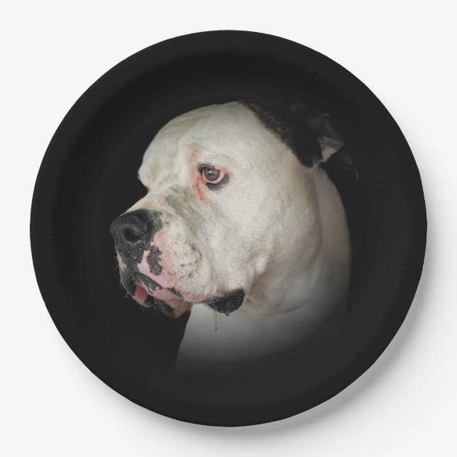 American Bull Dog Portrait Pappteller (Vorderseite)