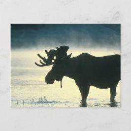 American Bull Moose Postkarte