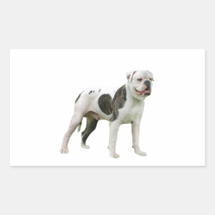 American Bulldog - Brown-White Rechteckiger Aufkleber