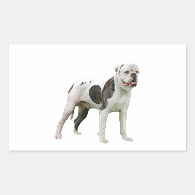 American Bulldog - Brown-White Rechteckiger Aufkleber (Vorderseite)