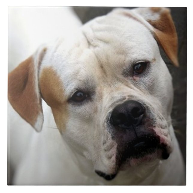 American Bulldog Liebe, Rescue Dog Life Best Frien Fliese (Vorderseite)
