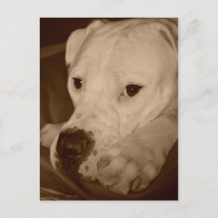 American Bulldog Postcard Postkarte