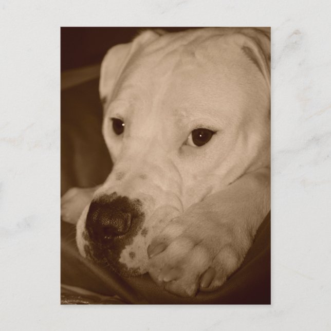American Bulldog Postcard Postkarte (Vorderseite)