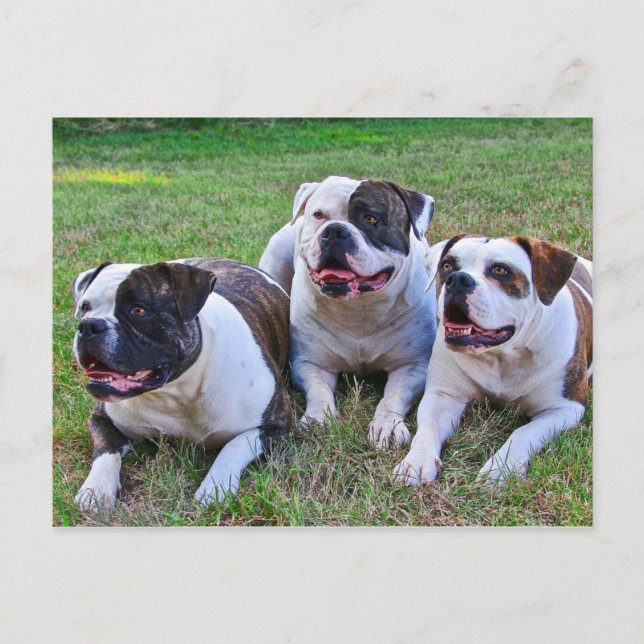 American Bulldog Postkarte (Vorderseite)