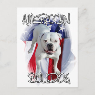 American Bulldog Postkarte
