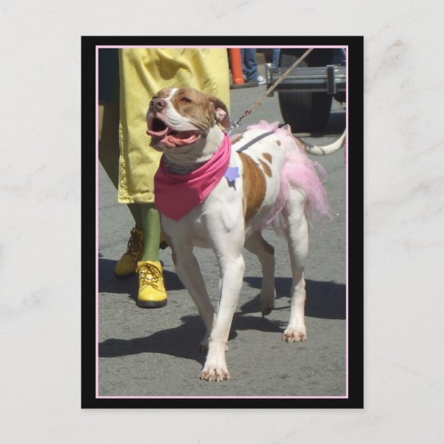 American Bulldog Postkarte (Vorderseite)