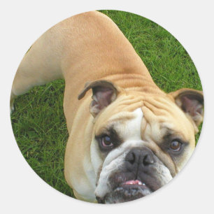 American Bulldog Stickers