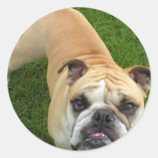 American Bulldog Stickers (Vorderseite)