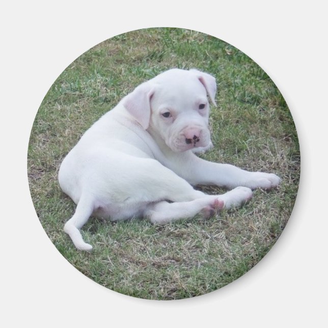 American Bulldog Welpe Magnet (Vorne)