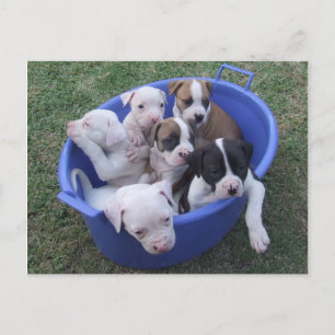 American Bulldog Welpen Postkarte