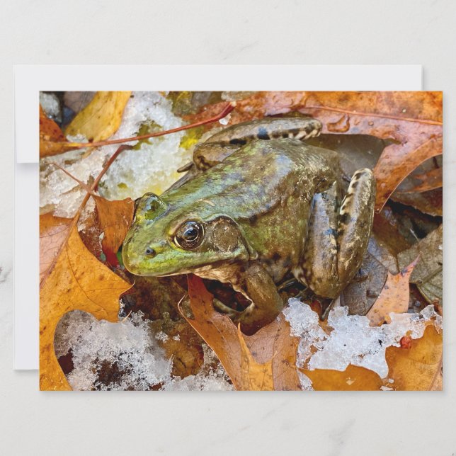 American Bullfrog in Herbstmagnet (Vorderseite)