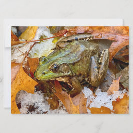American Bullfrog in Herbstmagnet