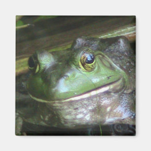 American Bullfrog Magnet