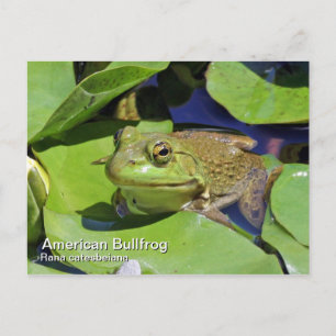 American Bullfrog Postcard Postkarte