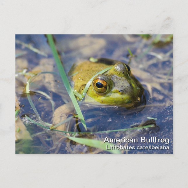 American Bullfrog Postkarte (Vorderseite)