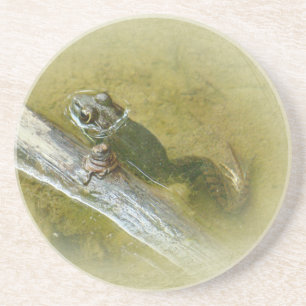 American Bullfrog - Rana catesbeiana Getränkeuntersetzer