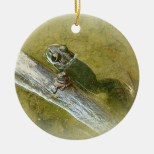 American Bullfrog - Rana catesbeiana Keramik Ornament