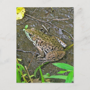 American Bullfrog - Rana catesbeiana Postkarte