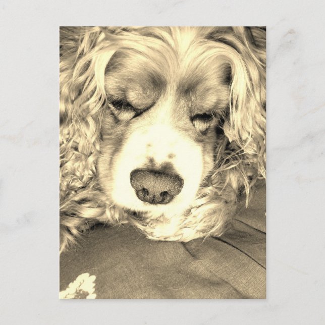 American Cocker Spaniel Postkarte (Vorderseite)