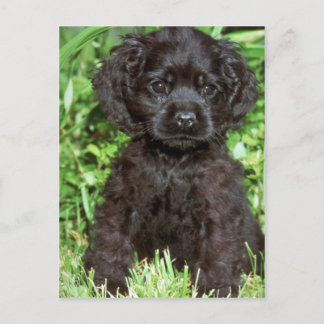 American Cocker Spaniel Postkarte