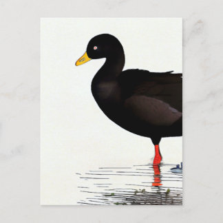 American Coot - Bird - Nature Art Card Postkarte