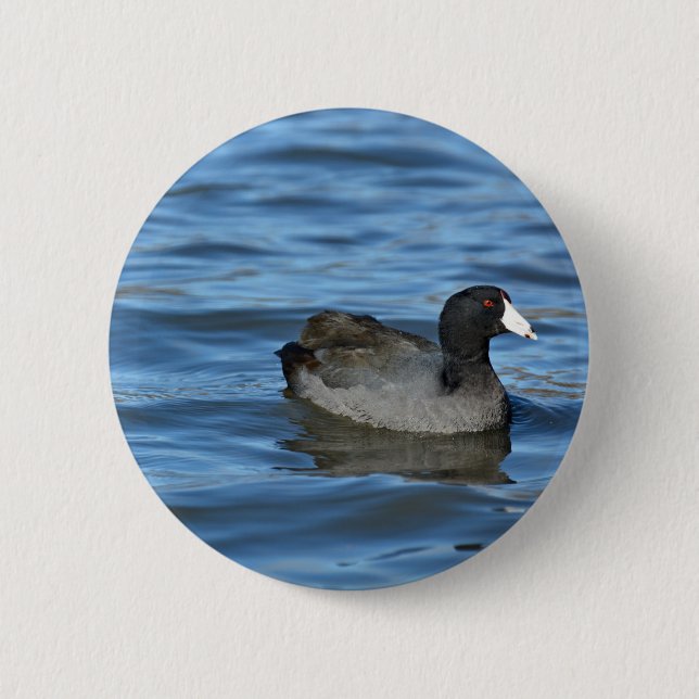 American Coot Button (Vorderseite)
