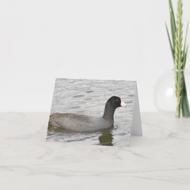 American Coot Foto Faltschachtel (Vorderseite)