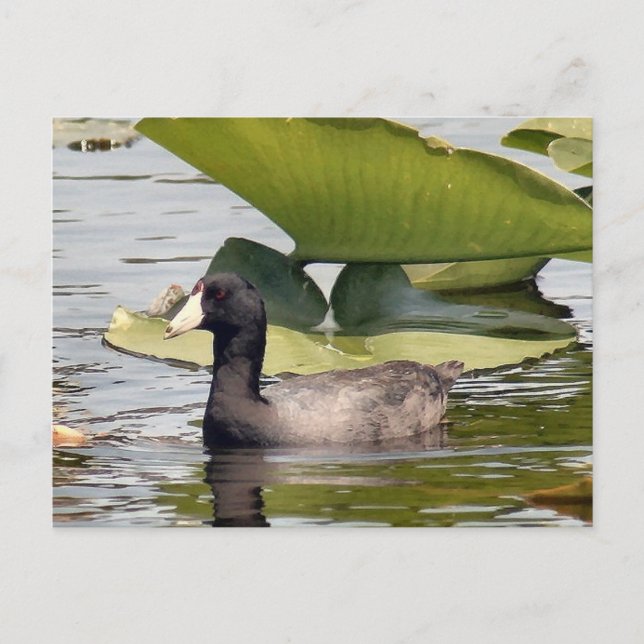 American Coot Foto Postcard Postkarte (Vorderseite)