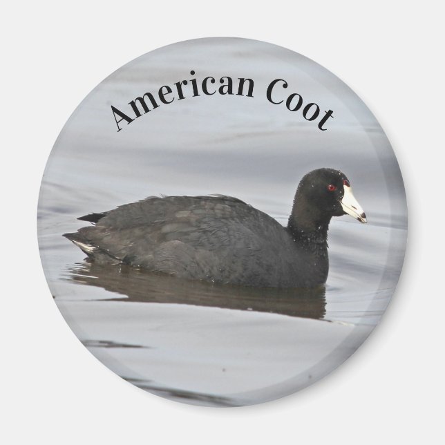 American Coot Magnet (Vorne)