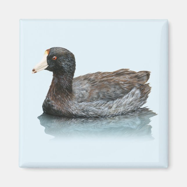 American Coot Magnet (Vorne)