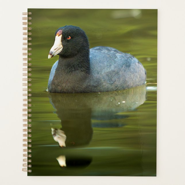 American Coot Planer | Wildlife-Vogeltagebuch (Vorderseite)