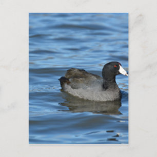 American Coot Postkarte