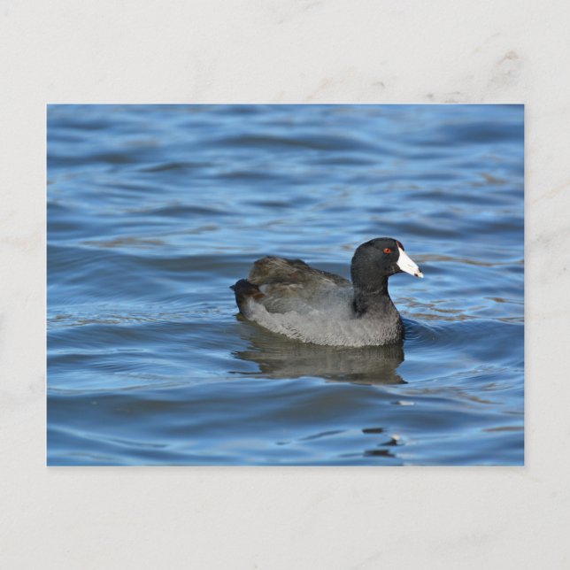 American Coot Postkarte (Vorderseite)