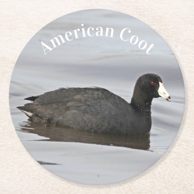 American Coot Runder Pappuntersetzer (Vorderseite)