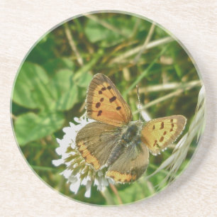 American Copper Butterfly Getränkeuntersetzer