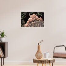 American Cougar Poster