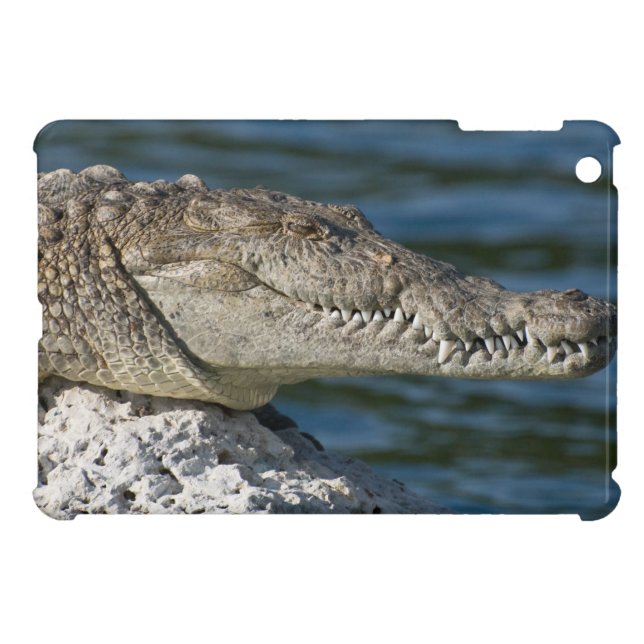 American Crocodile iPad Mini Hülle (Rückseite Horizontal)